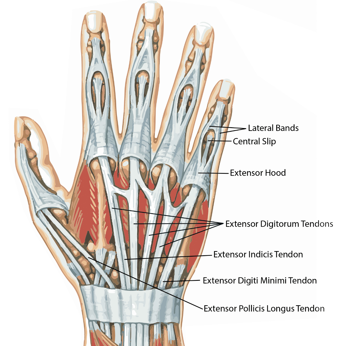 Common Extensor Tendon Anatomy